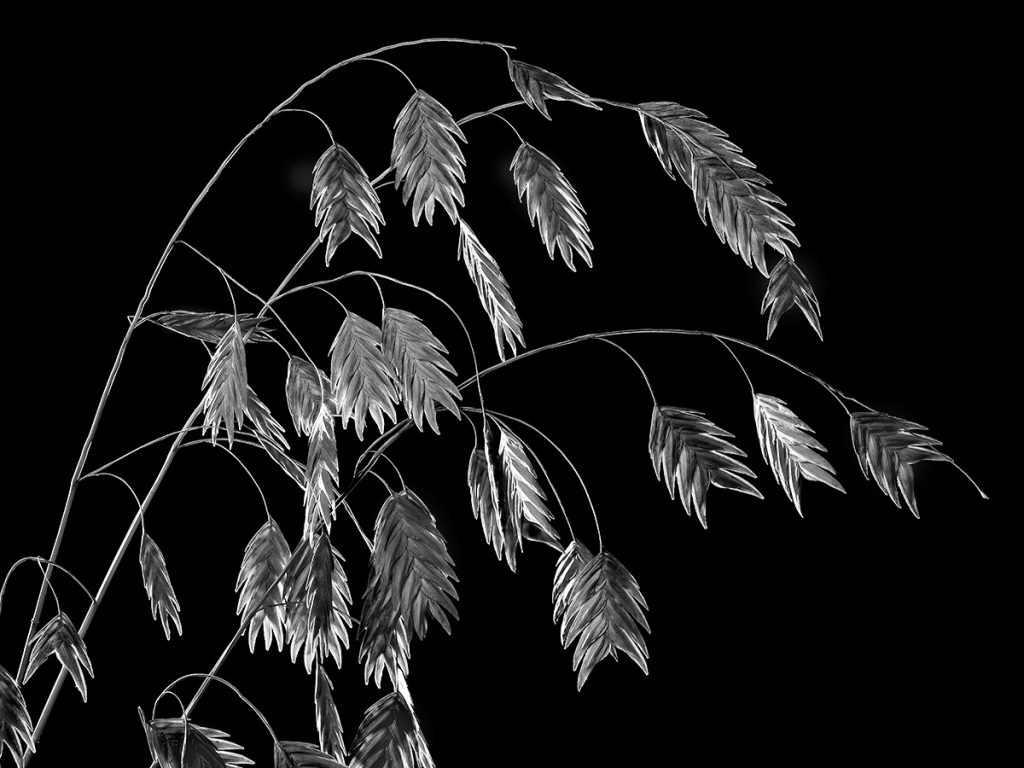 Susan C. Larkin&nbsp;• <em>Sea Oats</em>&nbsp;• Metal print&nbsp;• 12″×&nbsp;9″&nbsp;• $50.00