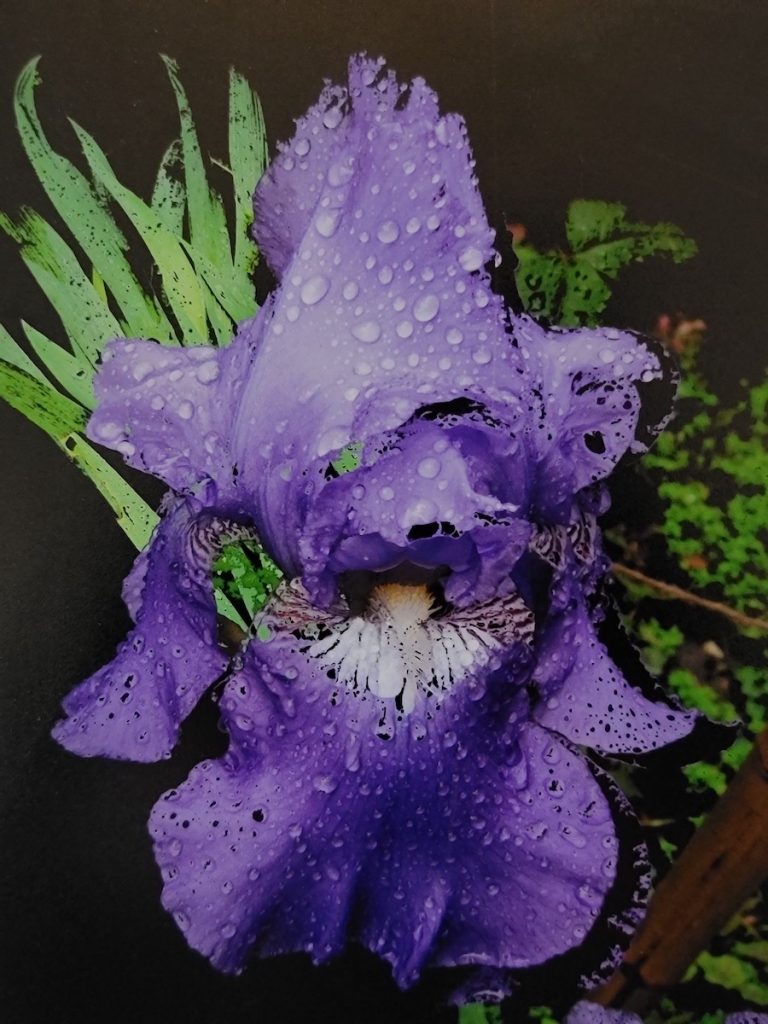 Nancy Ridenour&nbsp;• <em>Blue Iris in Paris</em>&nbsp;• Digital image&nbsp;• 8″×&nbsp;11″&nbsp;• $35.00