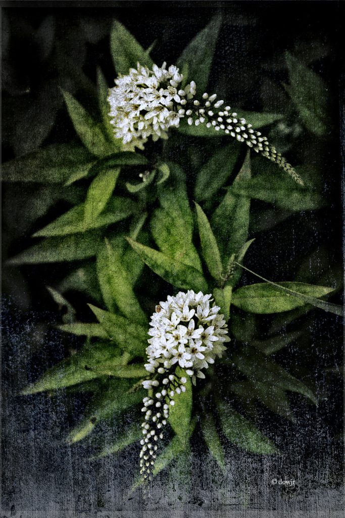 David Watkins Jr&nbsp;• <em>Gooseneck Loosestrife</em>&nbsp;• Archival pigment on metal&nbsp;• 8″×&nbsp;12″&nbsp;• $35.00