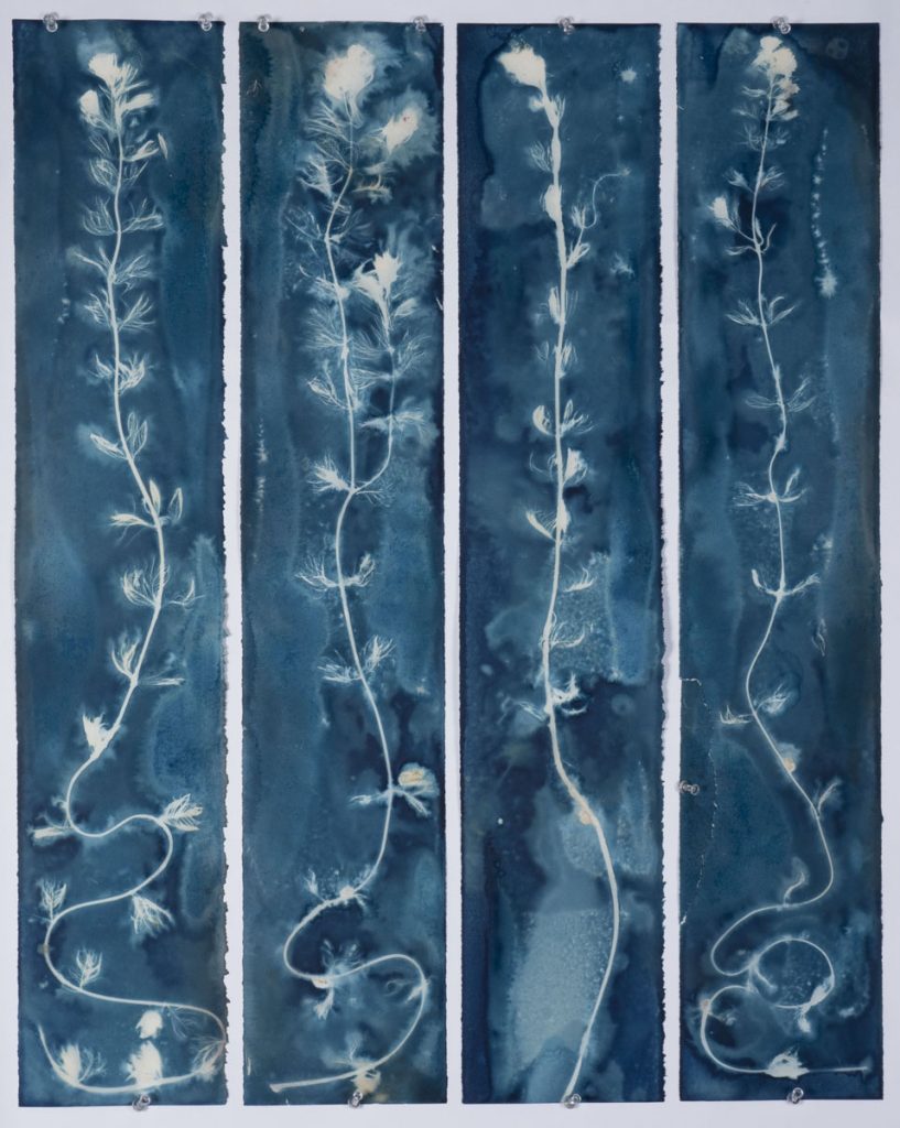 Christine Chin&nbsp;• <em>Invasive Species Cyanotype: Eurasian Watermilfoil (Myriophyllum spicatum)</em>&nbsp;• Cyanotype&nbsp;• 24″×&nbsp;30″&nbsp;• $600.00