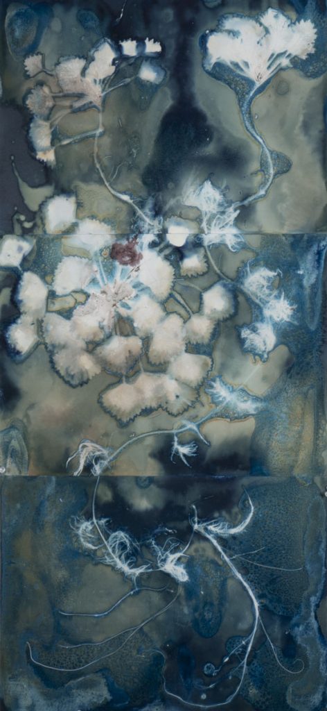 Christine Chin&nbsp;• <em>Invasive Species Cyanotype: European Water Chestnut (Trapa natans)</em>&nbsp;• Cyanotype&nbsp;• 15″×&nbsp;33″&nbsp;• $600.00