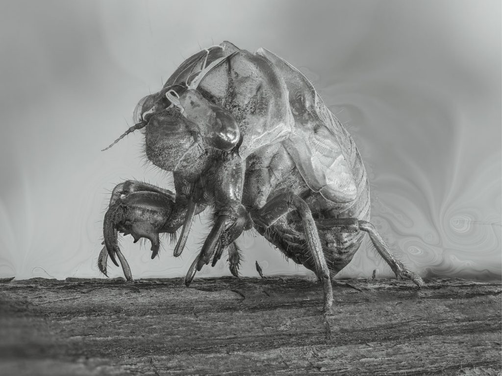 Susan C. Larkin&nbsp;• <em>Cicada</em>&nbsp;• Metal print&nbsp;• 12″×&nbsp;9″&nbsp;• $50.00