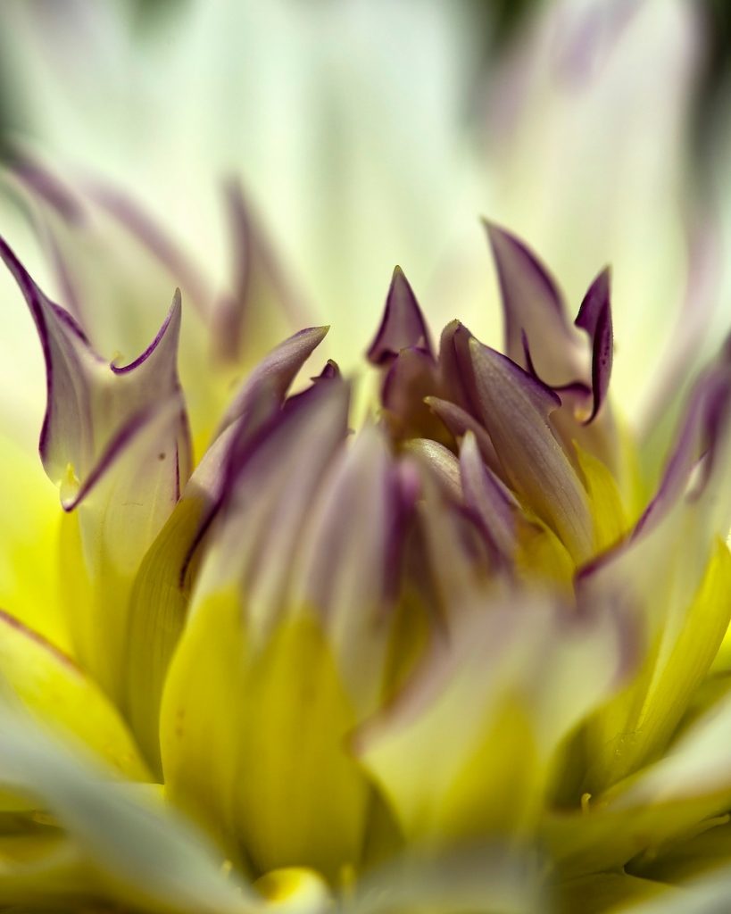 Nancy V Ridenour&nbsp;• <em>Macro Dahlia Center</em>&nbsp;• Digital image on canvas&nbsp;• $150.00