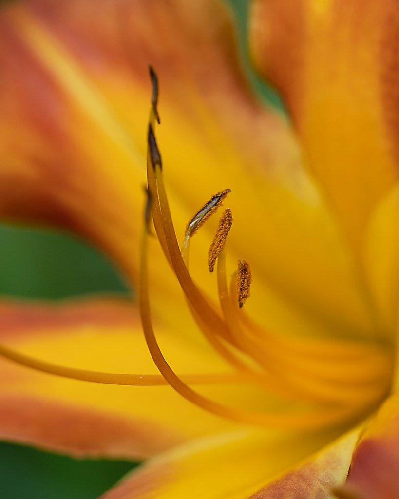 Nancy V Ridenour&nbsp;• <em>Orange Daylily Stamens</em>&nbsp;• Digital image on canvas&nbsp;• $150.00