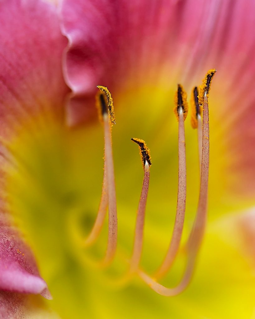 Nancy V Ridenour&nbsp;• <em>Pink Daylily Stamens</em>&nbsp;• Digital image on canvas&nbsp;• $150.00