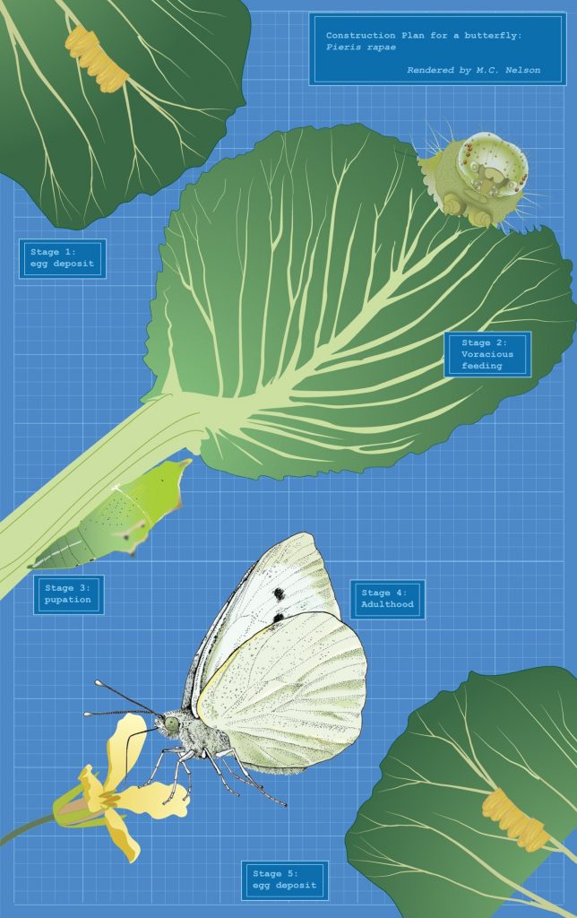 Margy Nelson&nbsp;• <em>Blueprint for a Butterfly</em>&nbsp;• Limited edition digital print&nbsp;• 22″×&nbsp;12″&nbsp;• $250.00