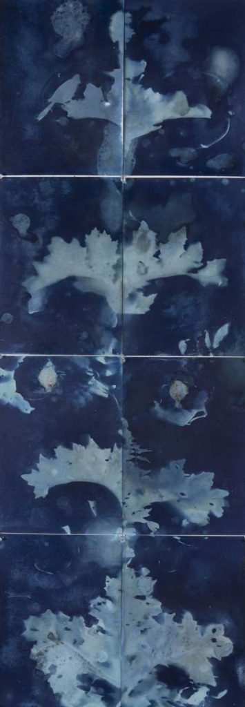 Christine Chin&nbsp;• <em>Untitled (Ara Pacis #2)</em>&nbsp;• Cyanotype&nbsp;• 47″×&nbsp;17″&nbsp;• $600.00