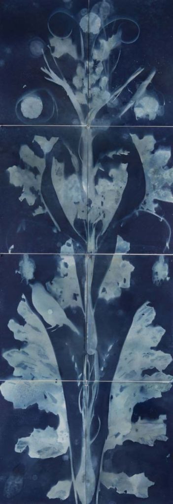 Christine Chin&nbsp;• <em>Untitled (Ara Pacis #5)</em>&nbsp;• Cyanotype&nbsp;• 47″×&nbsp;17″&nbsp;• $600.00