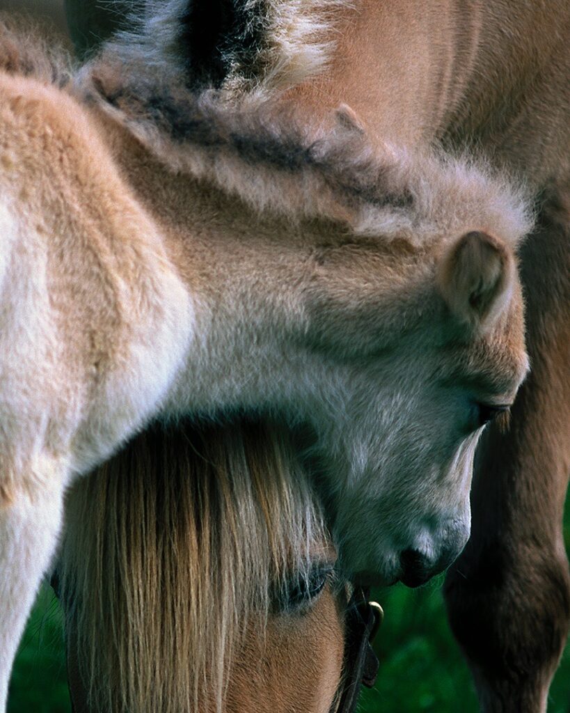 James Burlitch&nbsp;• <em>Oslo and Mira</em>&nbsp;• Archival inkjet print&nbsp;• $200.00