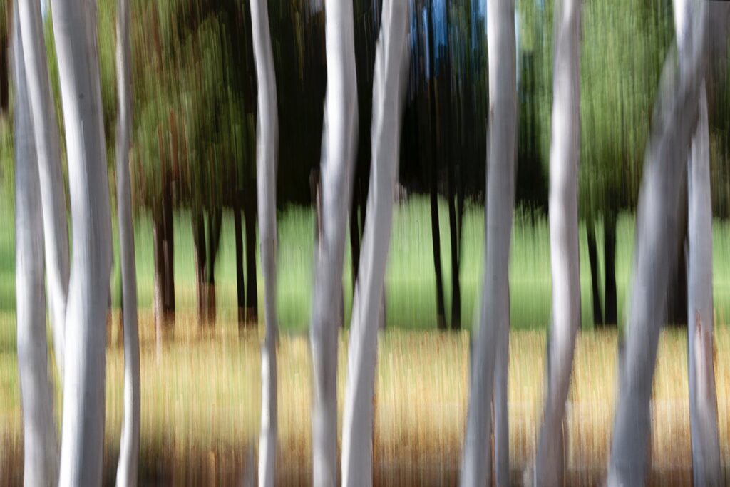 Luann Pero&nbsp;• <em>Birch & Pine</em>&nbsp;• Photograph&nbsp;• $180.00