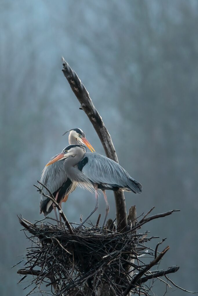 William Baburchak&nbsp;• <em>Blue Morning</em>&nbsp;• Inkjet on fine art paper&nbsp;• $395.00