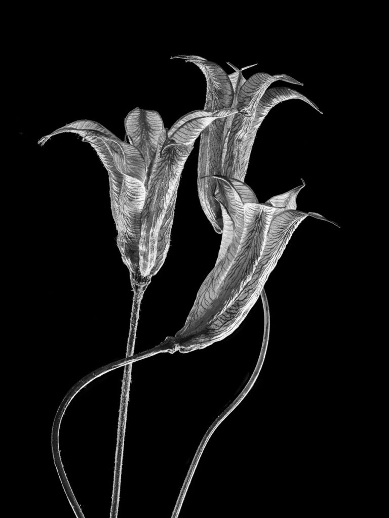 Susan C. Larkin&nbsp;• <em>Aquilegia (columbine)</em>&nbsp;• Archival metal print&nbsp;• 9″×&nbsp;12″&nbsp;• $50.00