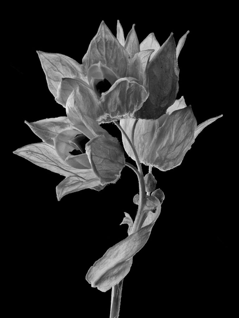 Susan C. Larkin&nbsp;• <em>Jacob’s Ladder</em>&nbsp;• Archival metal print&nbsp;• 9″×&nbsp;12″&nbsp;• $50.00