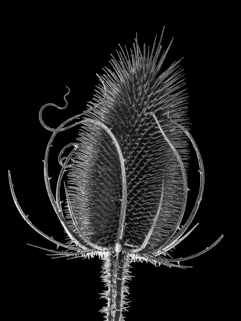 Susan C. Larkin&nbsp;• <em>Teasel</em>&nbsp;• Archival metal print&nbsp;• 9″×&nbsp;12″&nbsp;• $50.00