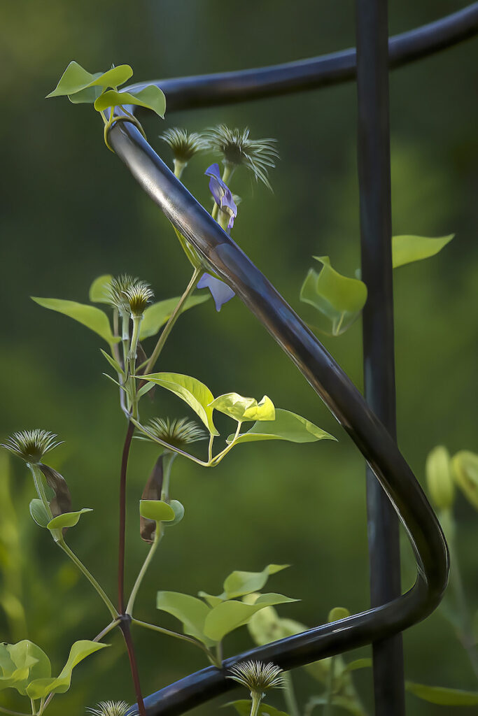 Nancy V. Ridenour&nbsp;• <em>Copper Sculpture and Clematis</em>&nbsp;• Digital print on canvas&nbsp;• 20″×&nbsp;30″&nbsp;• $185.00