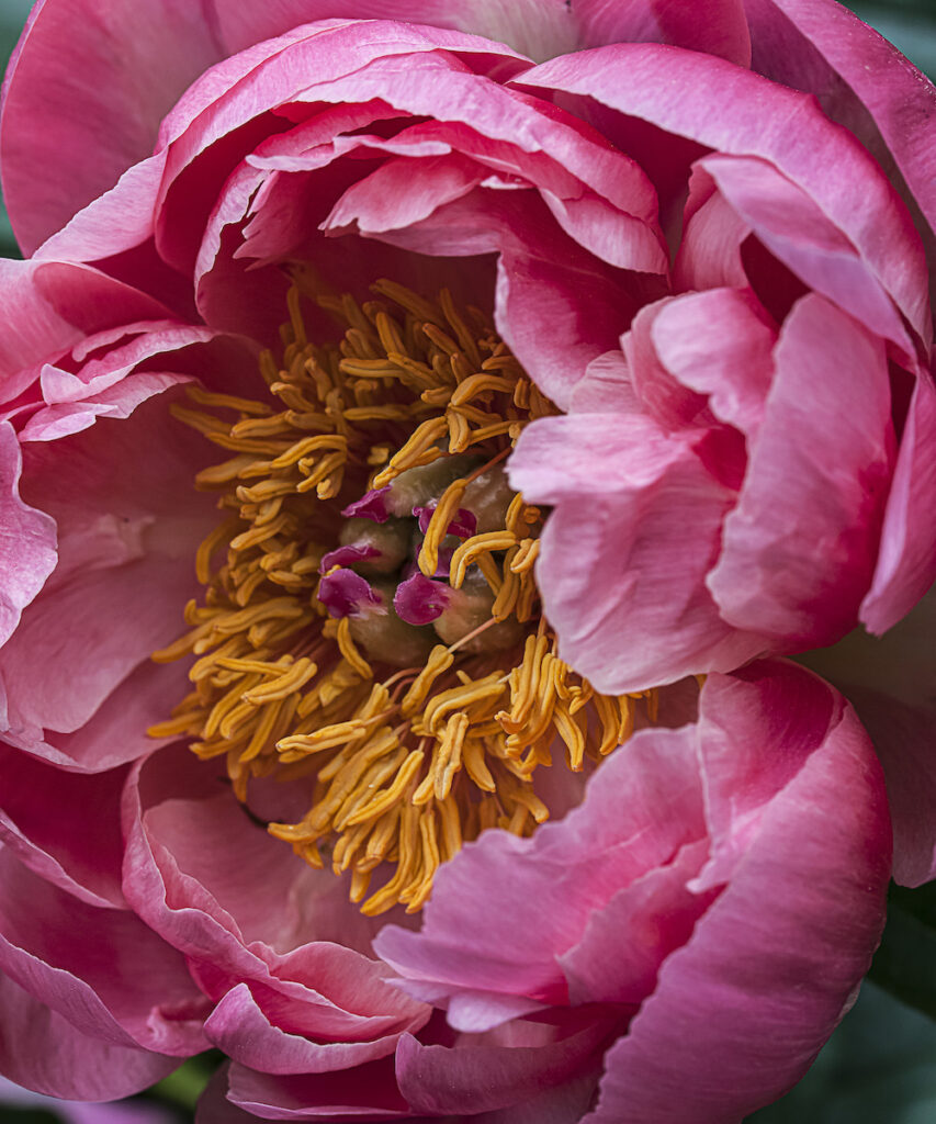 Nancy V. Ridenour&nbsp;• <em>Coral Charm Peony</em>&nbsp;• Digital print on canvas&nbsp;• 20″×&nbsp;30″&nbsp;• $185.00