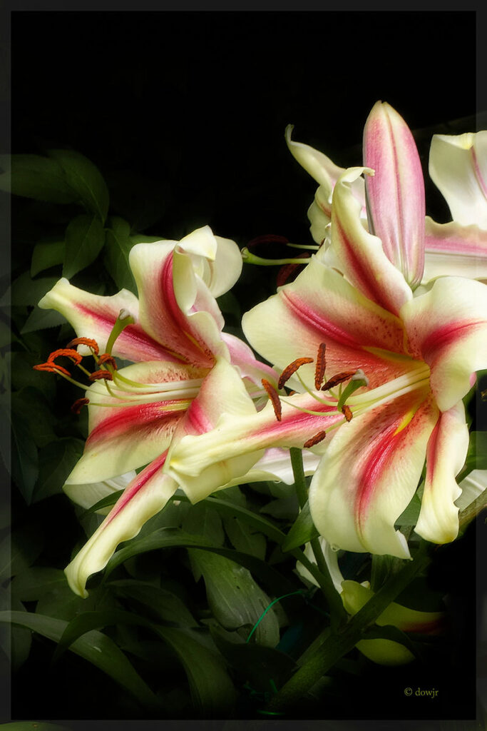 David Watkins Jr.&nbsp;• <em>American Sensation Lily</em>&nbsp;• Archival pigment on metal&nbsp;• 12″×&nbsp;8″&nbsp;• $55.00
