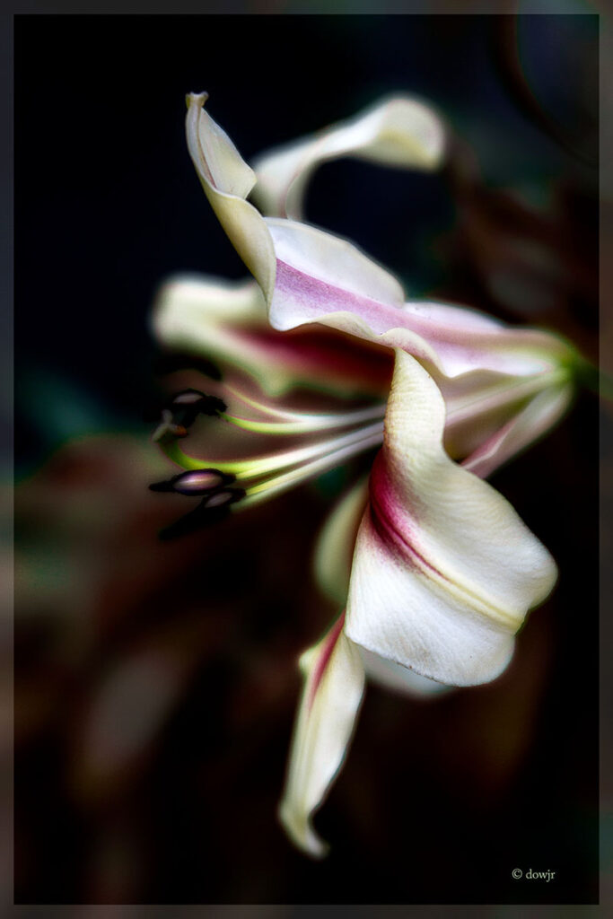 David Watkins Jr&nbsp;• <em>Anastasia Lily</em>&nbsp;• Archival pigment on metal&nbsp;• 12″×&nbsp;8″&nbsp;• $55.00