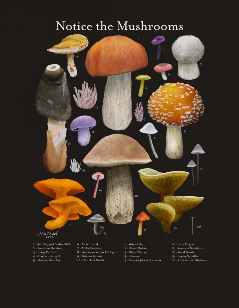 Amy Maltzan&nbsp;• <em>Notice the Mushrooms</em>&nbsp;• Digital illustration giclée&nbsp;• 15″×&nbsp;18¾″&nbsp;• NFS prints available