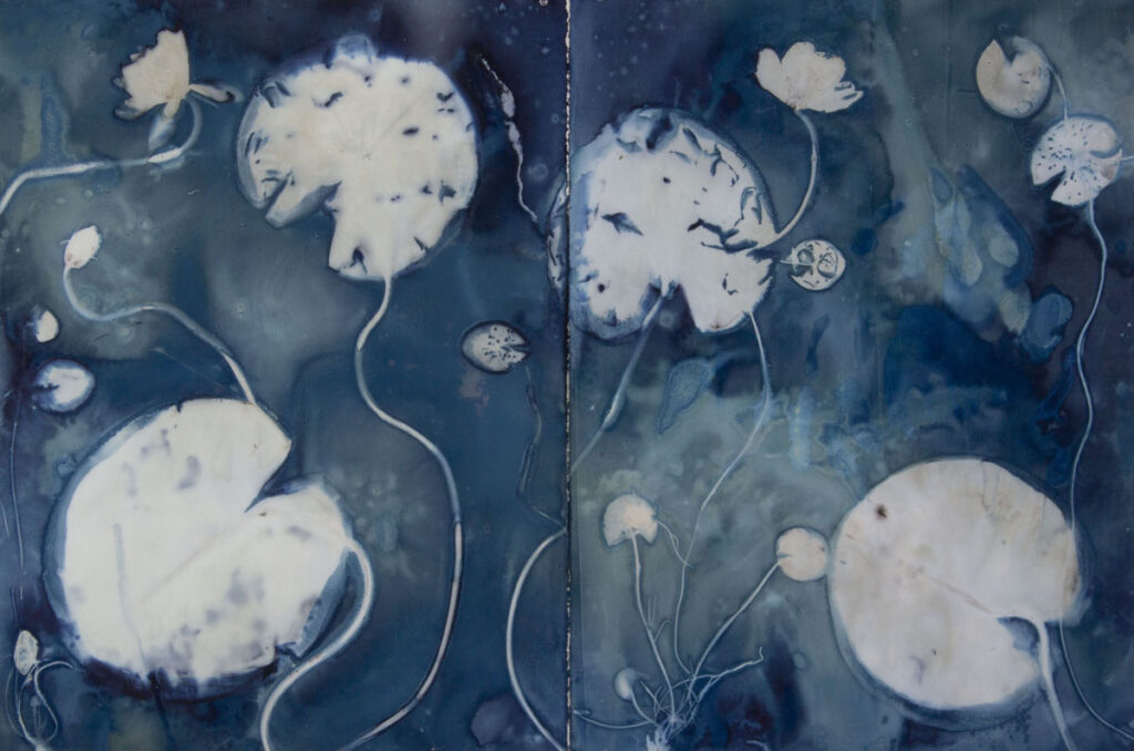 Christine Chin&nbsp;• <em>Native Species Cyanotypes: White Water Lily (Nymphaea odorata) #1</em>&nbsp;• Original cyanotype from collected specimen&nbsp;• 44″×&nbsp;30″&nbsp;• $600.00