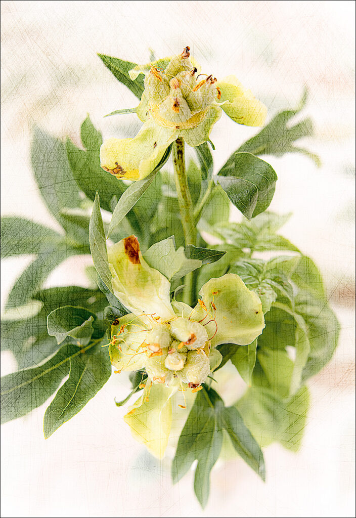 David Watkins Jr&nbsp;• <em>Peony’s End</em>&nbsp;• Archival pigment print&nbsp;• 20″×&nbsp;24″&nbsp;• $215.00