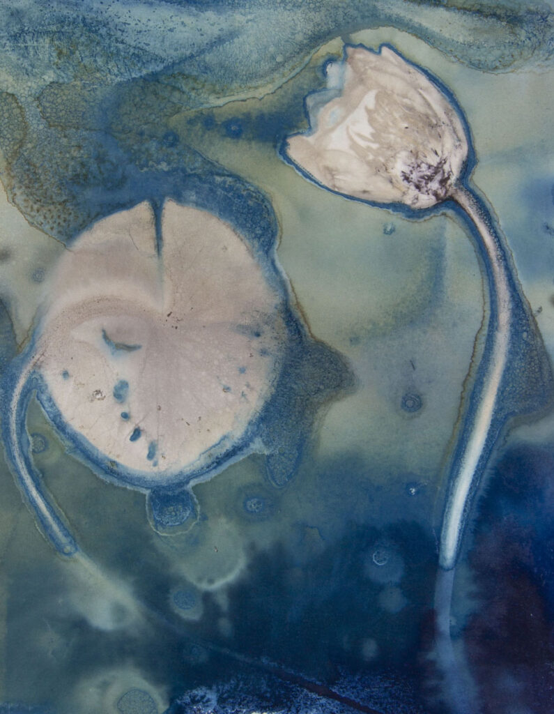 Christine Chin&nbsp;• <em>Native Species Cyanotypes: White Water Lily <rm-font>(Nymphaea odorata)</rm-font> #2</em>&nbsp;• Archival digital print (framed)&nbsp;• 12″×&nbsp;16″&nbsp;• $249.00