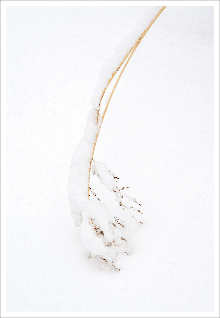 David Watkins Jr&nbsp;• <em>Winter Garden No.  1</em>&nbsp;• Archival pigment print&nbsp;• 16″×&nbsp;20″&nbsp;• $165.00
