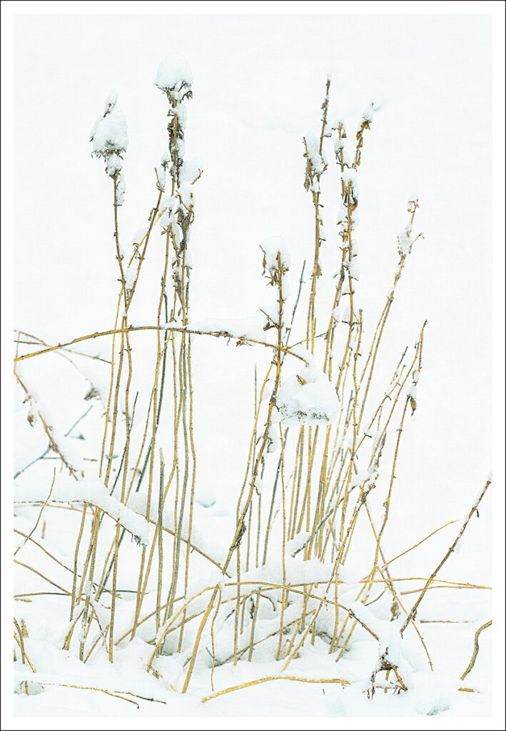 David Watkins Jr&nbsp;• <em>Winter Garden No. 2</em>&nbsp;• Archival pigment print&nbsp;• 16″×&nbsp;20″&nbsp;• $165.00