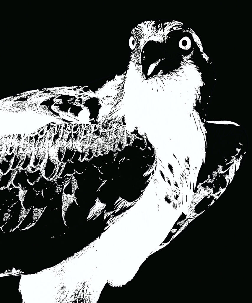 Nancy V.Ridenour&nbsp;• <em>Osprey Abstract</em>&nbsp;• Archival inkjet photo on canvas&nbsp;• $150.00