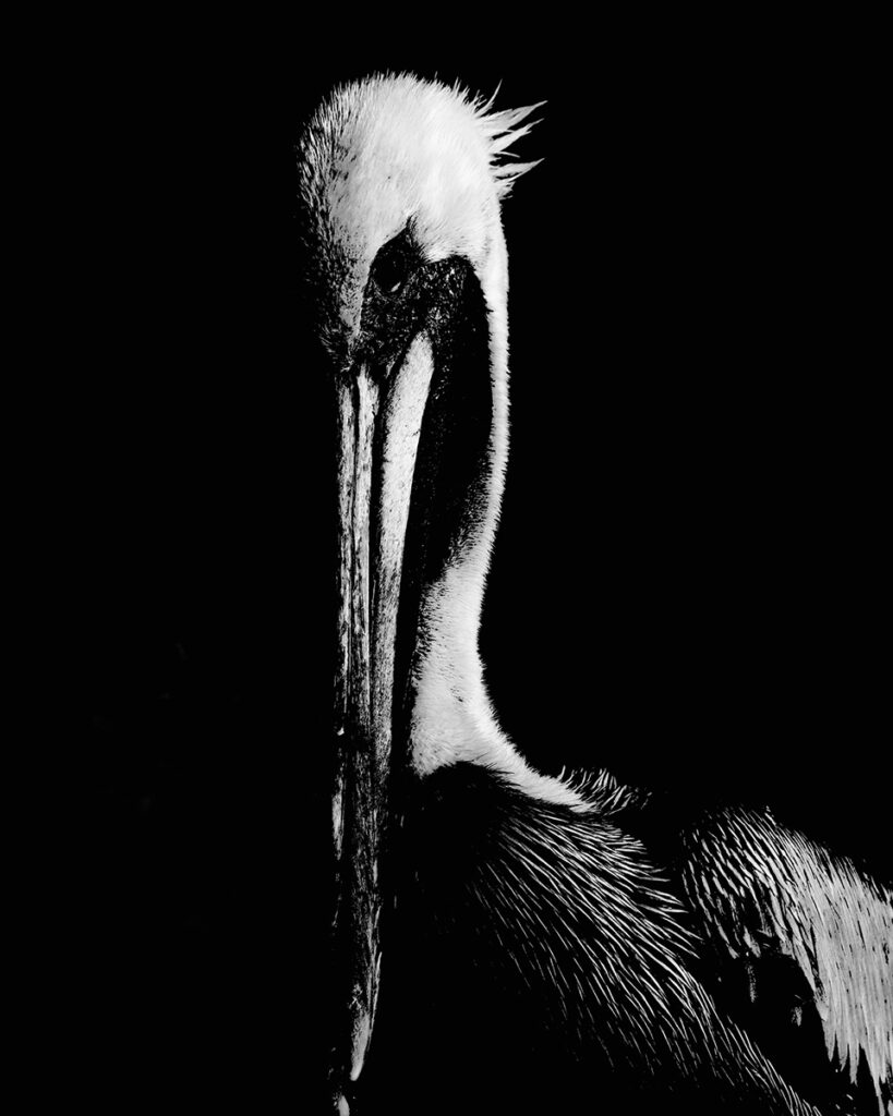 Nancy V.Ridenour&nbsp;• <em>Pelican Extracted</em>&nbsp;• Archival inkjet photo on canvas&nbsp;• $150.00