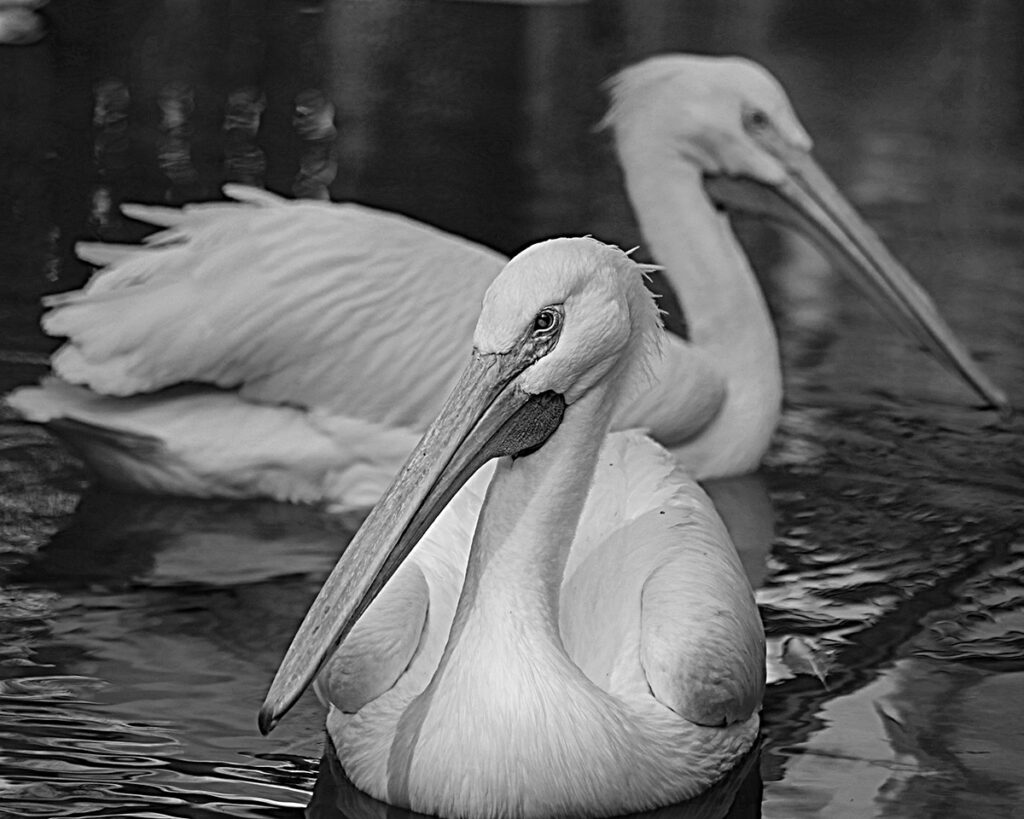 Nancy V.Ridenour&nbsp;• <em>White Pelicans</em>&nbsp;• Archival inkjet photo on canvas&nbsp;• $150.00