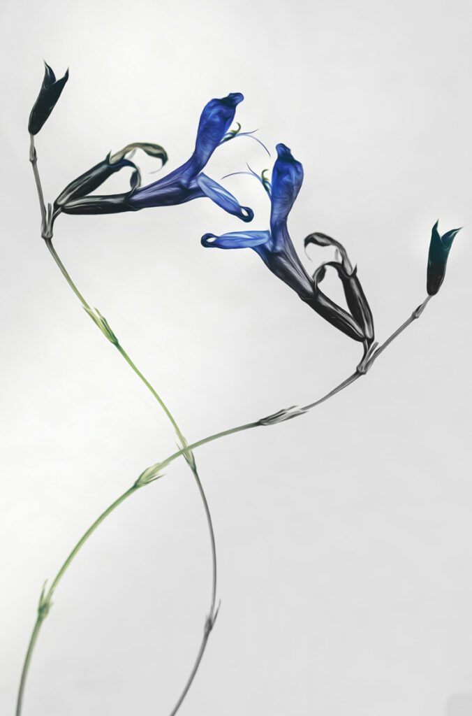 Nicole MacPherson&nbsp;• <em>Vibrance</em>&nbsp;• Framed print&nbsp;• 10″×&nbsp;14″&nbsp;• $225.00