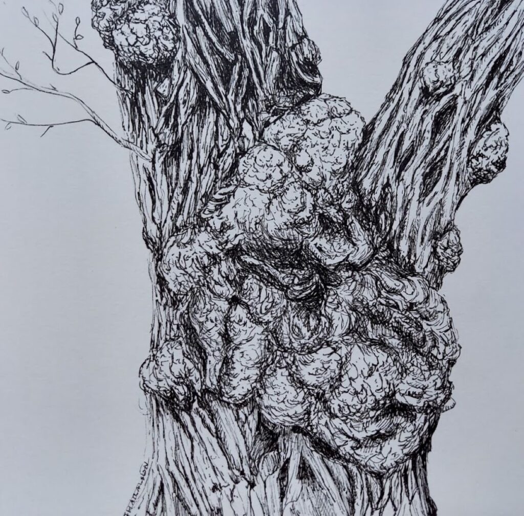 Annemiek Haralson&nbsp;• <em>Burls</em>&nbsp;• Pen on paper&nbsp;• 6″×&nbsp;6″&nbsp;• $75.00