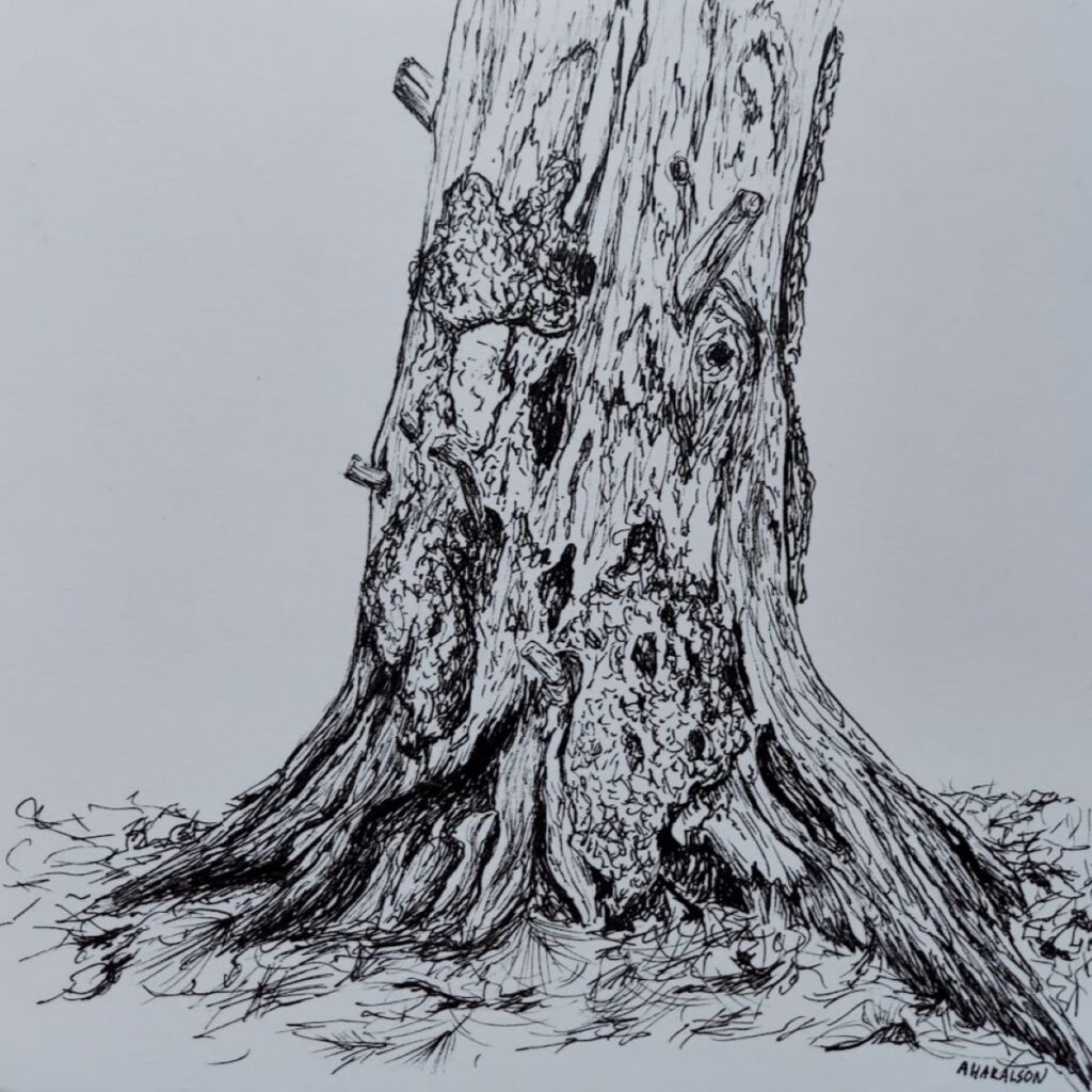 Annemiek Haralson&nbsp;• <em>Old Pine Tree</em>&nbsp;• Pen on paper&nbsp;• 6″×&nbsp;6″&nbsp;• $75.00
