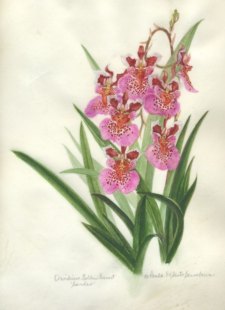 Paula Di Santo Bensadoun&nbsp;• <em>Oncidium Golden Sunset &ldquo;Sundew&rdquo;</em>&nbsp;• Watercolor on parchment&nbsp;• 17″×&nbsp;19″&nbsp;• NFS