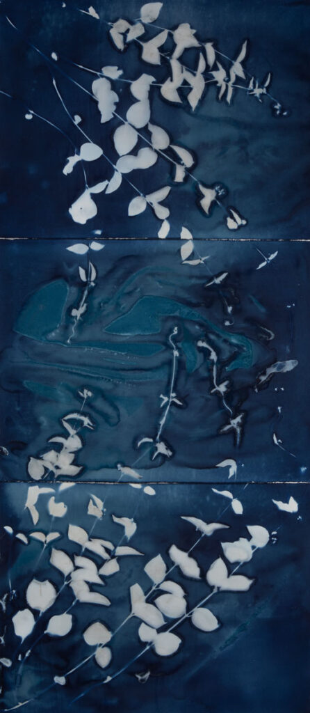 Christine Chin &nbsp;• <em>Black Swallow-wort <rm-font>(Vincetoxicum nigrum)</rm-font></em>&nbsp;• Cyanotype from original specimen&nbsp;• 30″×&nbsp;66″&nbsp;• $600.00