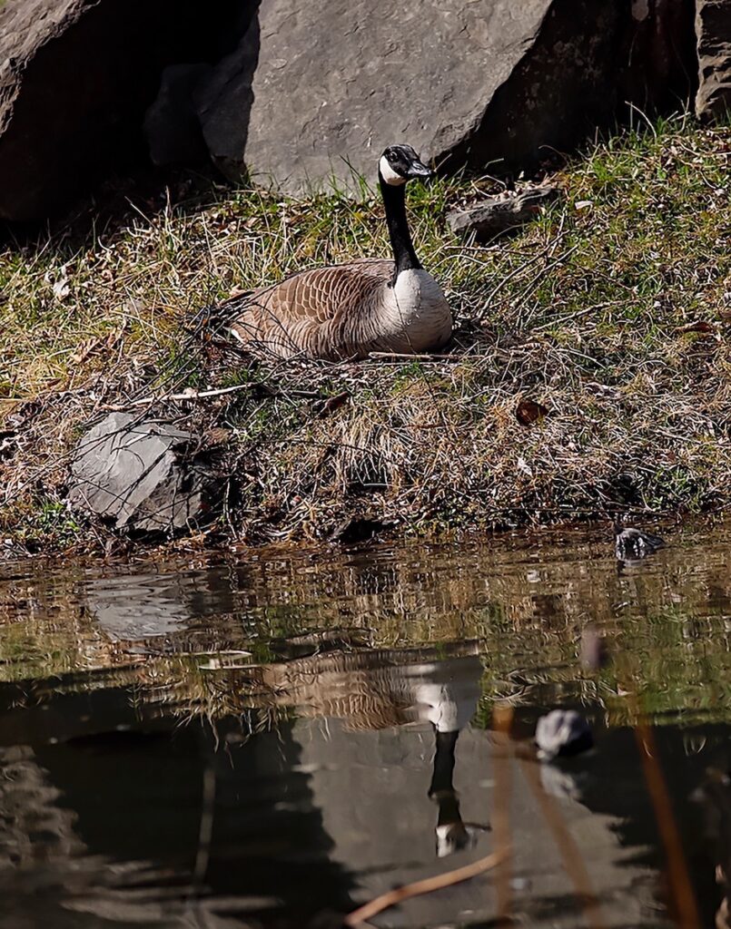 Nancy V Ridenour&nbsp;• <em>Goose on Nest</em>&nbsp;• Digital image on canvas&nbsp;• 11″×&nbsp;14″&nbsp;• $125.00