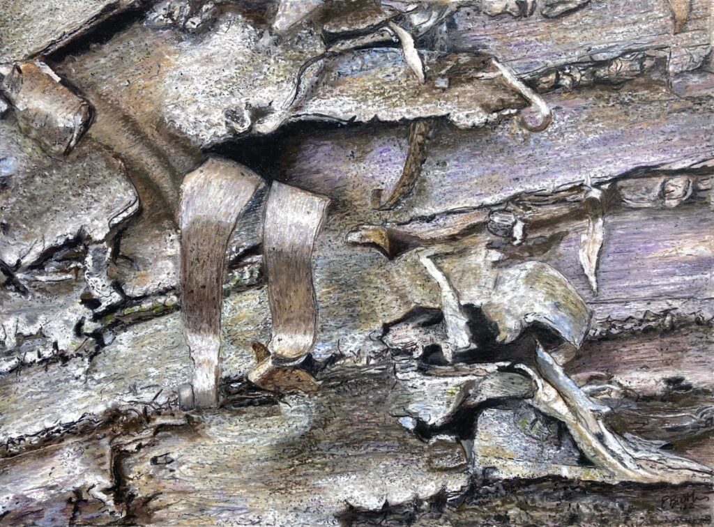 Ed Brothers&nbsp;• <em>Bark Study 2</em>&nbsp;• Oil&nbsp;• 11½″×&nbsp;8½″&nbsp;• Prints available