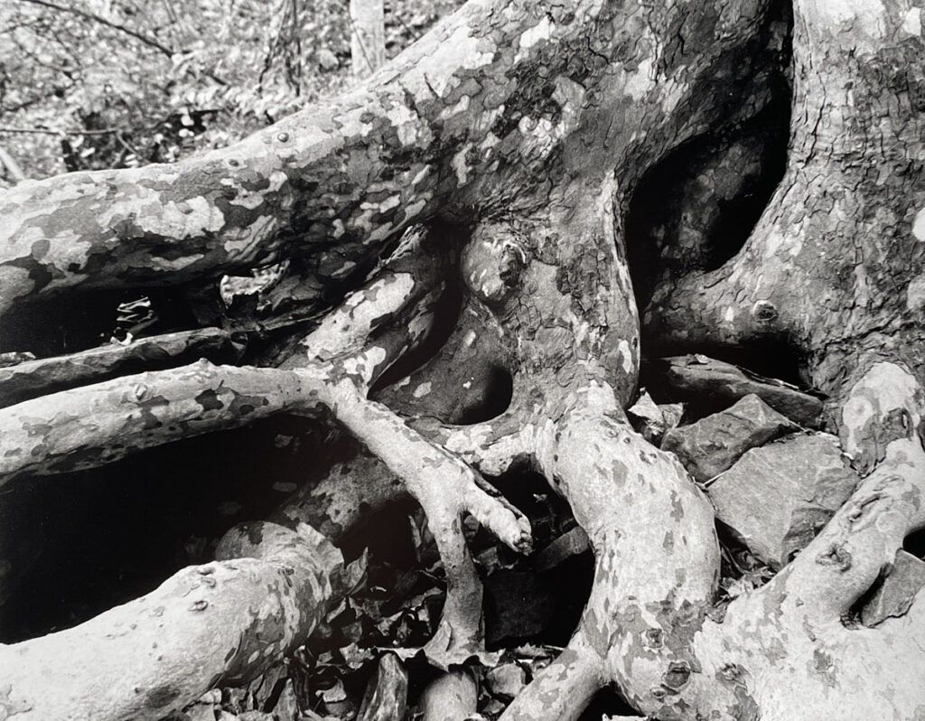 Christine Chin&nbsp;• <em>Sycamore tree roots near Ithaca Falls, Friday October 13, 2023</em>&nbsp;• Silver print, 35mm film darkroom printed on gelatin silver paper&nbsp;• 14″×&nbsp;11″&nbsp;• $125.00
