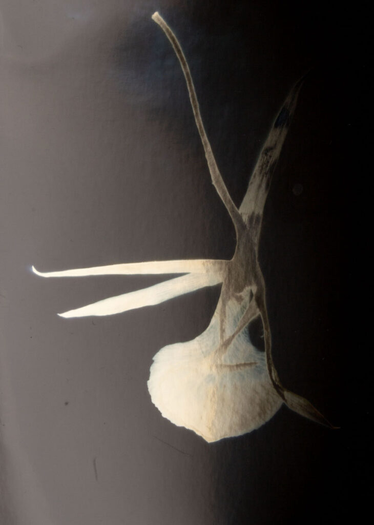 Christine Chin&nbsp;• <em>Blc Yellow Bird 4</em>&nbsp;• Silver photogram&nbsp;• 8″×&nbsp;10″&nbsp;• $38.00