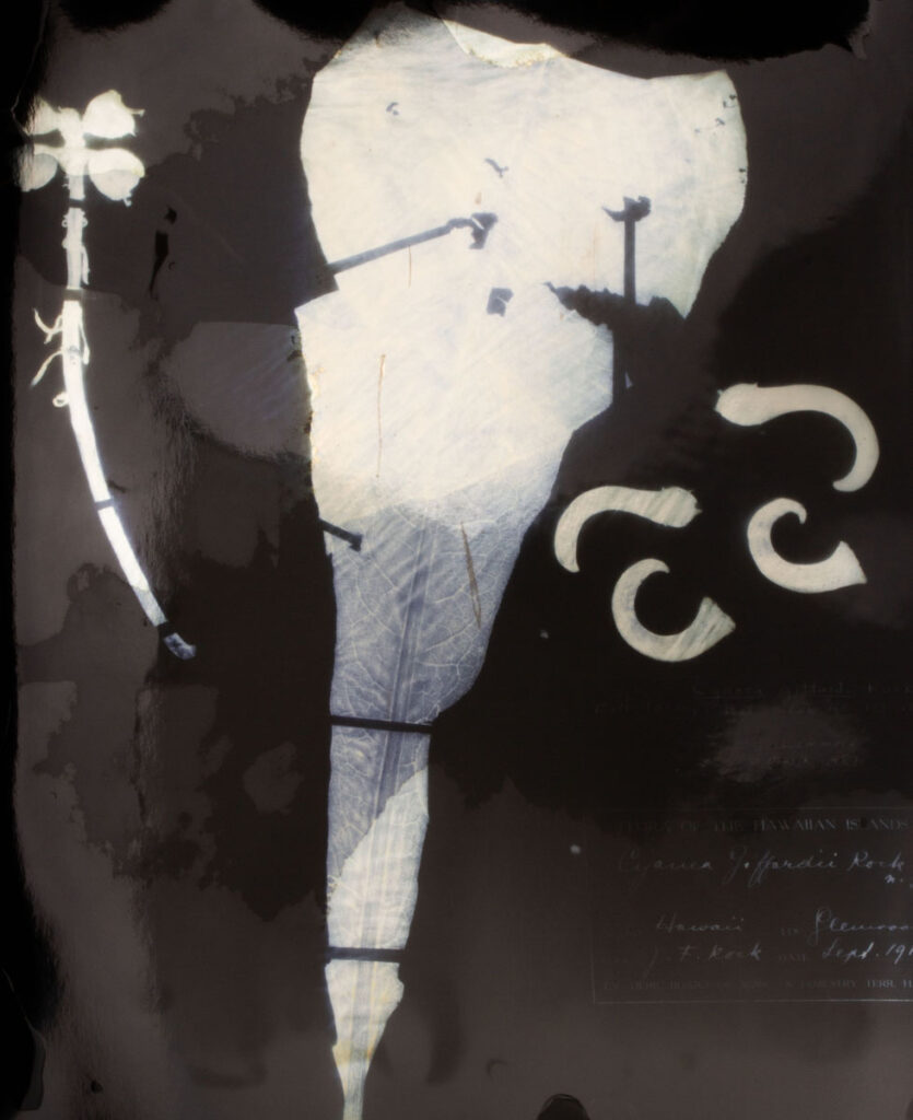 Christine Chin&nbsp;• <em>Red List: Cyanea giffardii</em>&nbsp;• Silver print&nbsp;• 16″×&nbsp;20″&nbsp;• $300.00