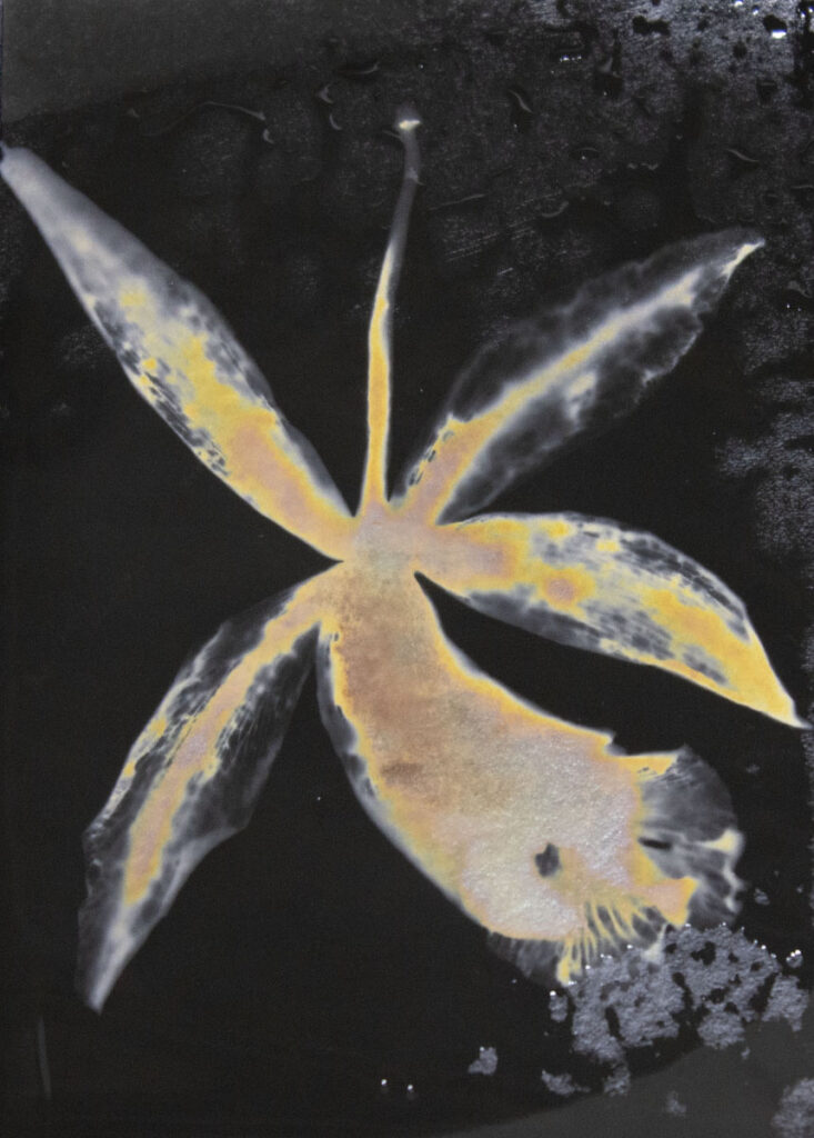 Christine Chin&nbsp;• <em>Cattleya intermedia 2</em>&nbsp;• Silver photogram&nbsp;• 8″×&nbsp;10″&nbsp;• $38.00