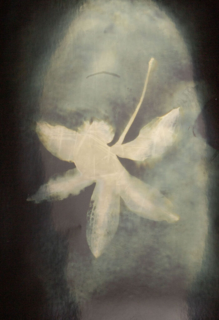 Christine Chin&nbsp;• <em>Cattleya kerrii</em>&nbsp;• Silver photogram&nbsp;• 8″×&nbsp;10″&nbsp;• $38.00