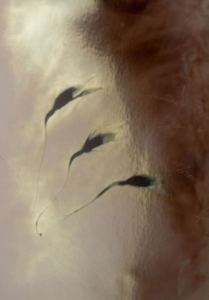 Christine Chin&nbsp;• <em>Epidendrum 2</em>&nbsp;• Silver photogram&nbsp;• 8″×&nbsp;10″&nbsp;• $38.00