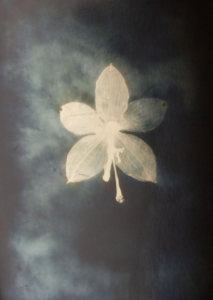 Christine Chin&nbsp;• <em>Phalaenopsis</em>&nbsp;• Silver photogram&nbsp;• 8″×&nbsp;10″&nbsp;• $38.00