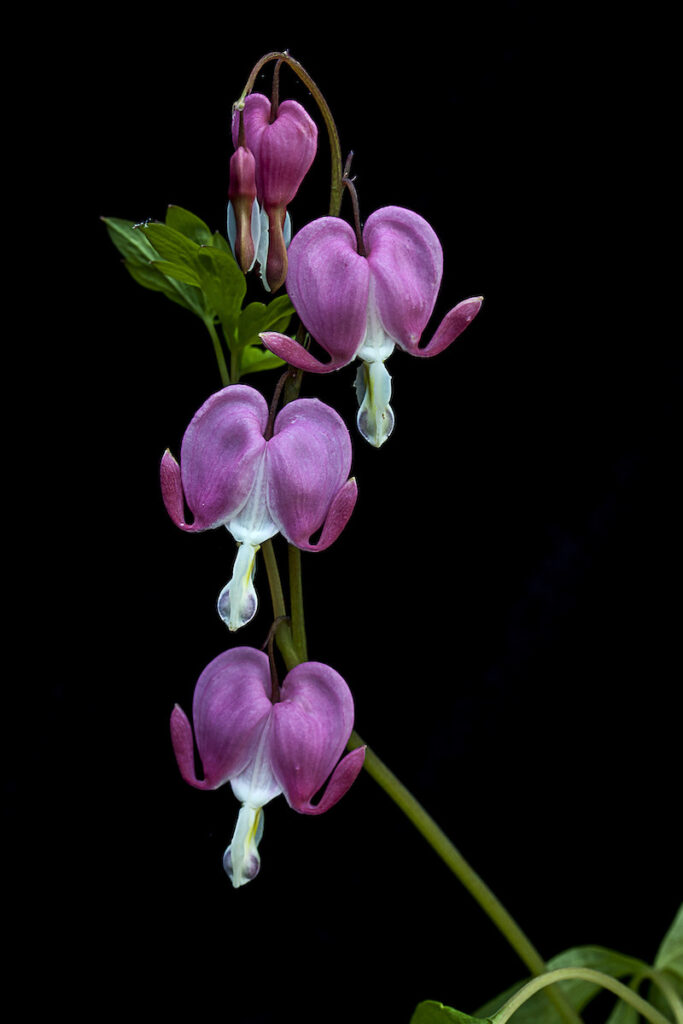 Nancy Ridenour&nbsp;• <em>Bleeding Hearts on Black</em>&nbsp;• Digital image on canvas&nbsp;• 12″×&nbsp;18″&nbsp;• $145.00