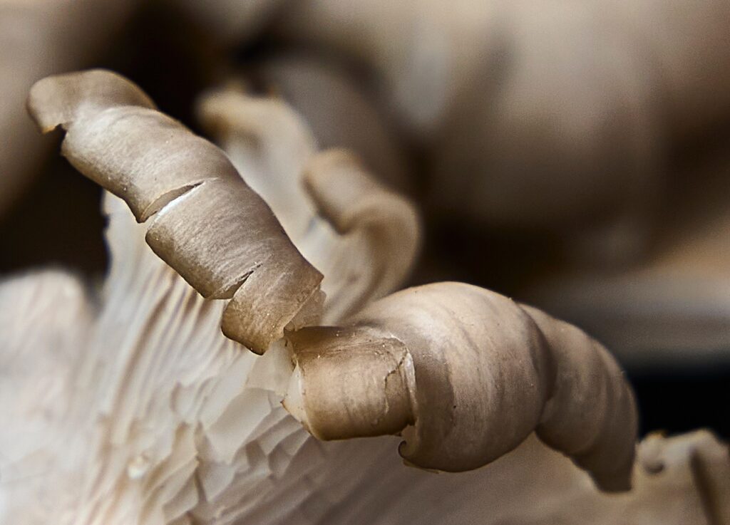 Dick Beery&nbsp;• <em>Mushroom Sculpture</em>&nbsp;• Ink jet print. white mat. metal frame&nbsp;• 24″×&nbsp;20″&nbsp;• $210.00