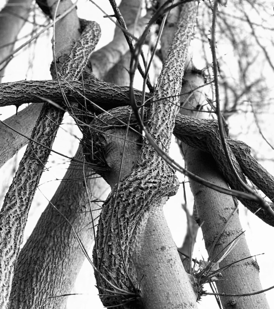 HM Cook&nbsp;• <em>Path of Grief</em>&nbsp;• Framed b&w photo&nbsp;• $150.00