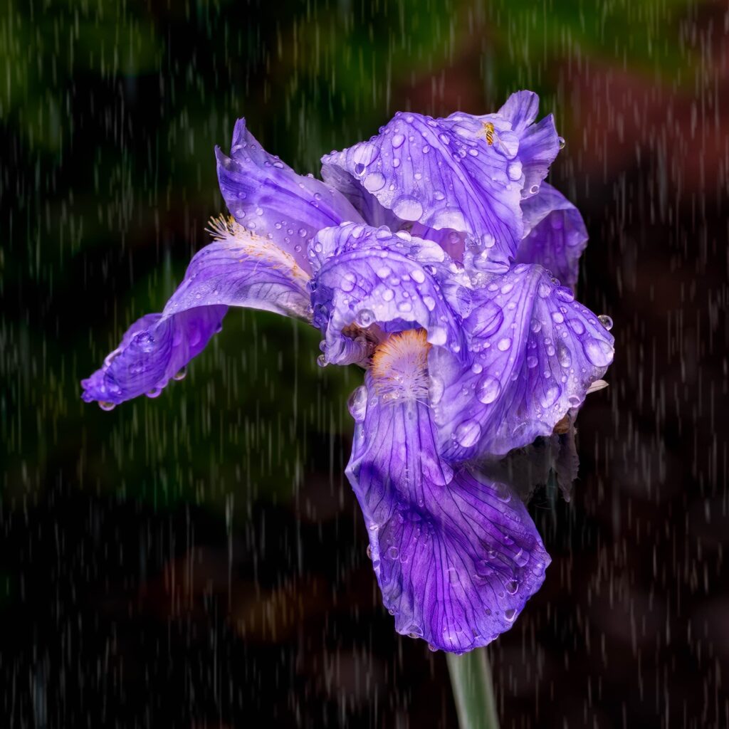 Marie Costanza&nbsp;• <em>Purple Rain</em>&nbsp;• Photo printed on Polar luster metallic photo paper&nbsp;• 18″×&nbsp;18″&nbsp;• $165.00