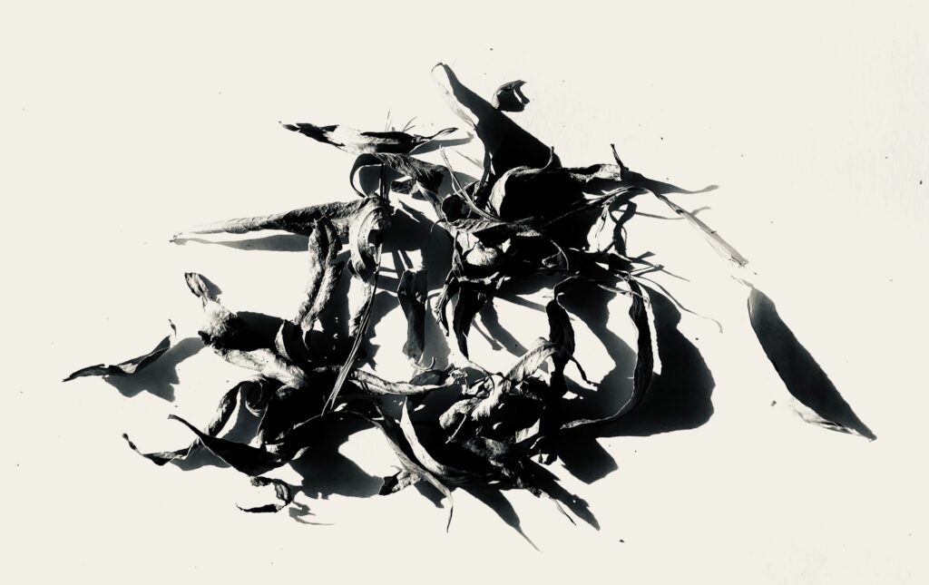Lee Sims&nbsp;• <em>Shadow Dancers</em>&nbsp;• Glossy photographic paper&nbsp;• 19″×&nbsp;12″&nbsp;• $90.00